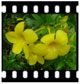 Allamanda Cathartica Yellow