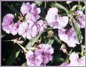 Dianthus (Pink) - photo