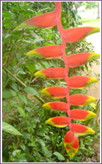 Lobster Claw (Heliconia Rostrata)