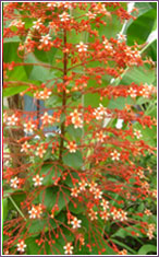 Pagoda Flower