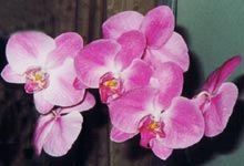 Orchid (Phalaenospis) - Photo