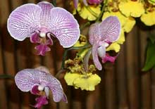 Orchid Hybrid
